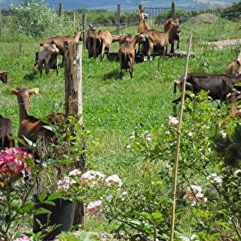 Chèvrerie de Drevin - SAINT-PIERRE-DE-VARENNES