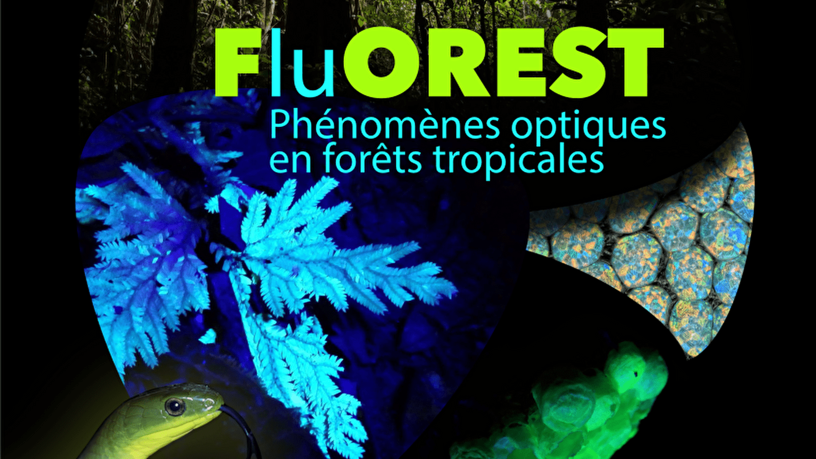 Exposition en forêts tropicales...