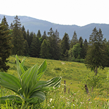 VFF-049_1 - Variante De Pontarlier à l’Auberson/Sainte-Croix - PONTARLIER