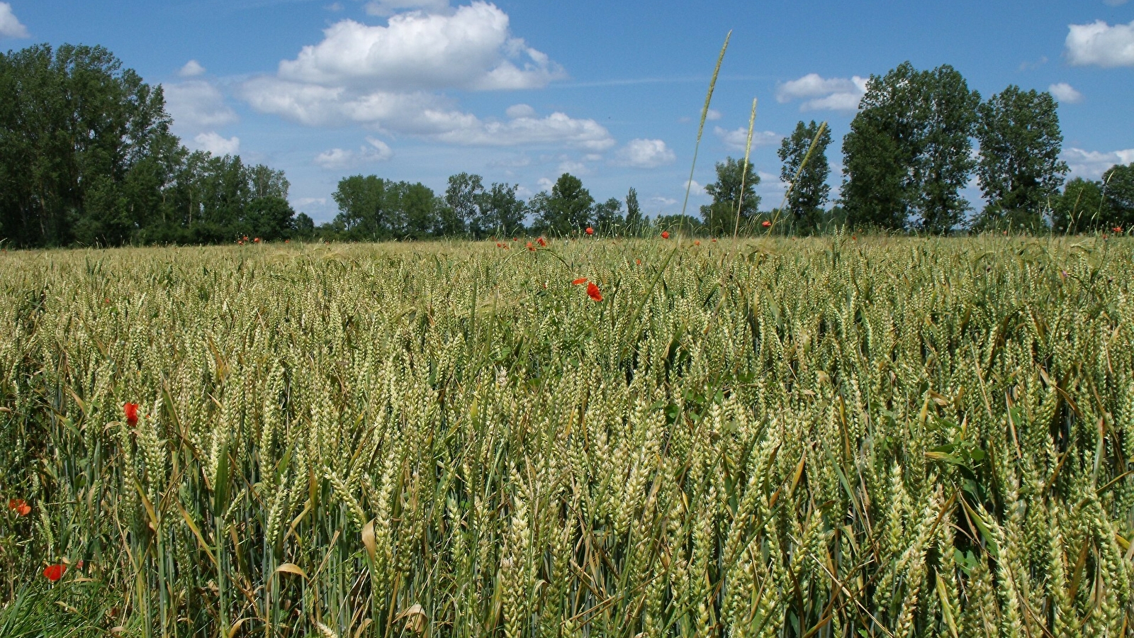 Sur les petites routes de Bresse