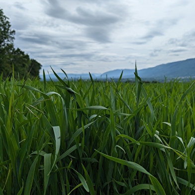 Parcours VTT 83 - rouge - Autour du Mont - Espace FFC Ain Forestière