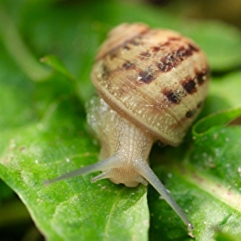 Les Jardins d'Hélix - OUROUX-SOUS-LE-BOIS-SAINTE-MARIE