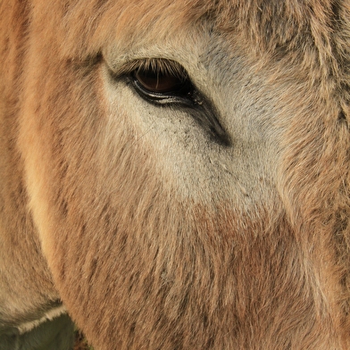 KAYANE Balades à dos d'âne