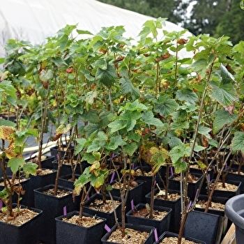 Le Jardin en Herbier - CUBRIAL