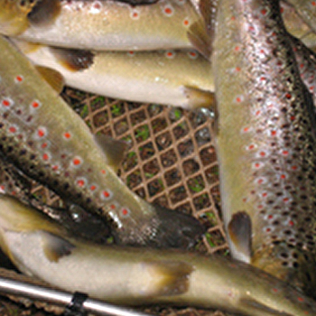 Pisciculture du breuchin - AMONT-ET-EFFRENEY