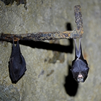 Nuit de la chauve-souris à Arnay le duc, Mercredi 1er juillet - Arnay-le-Duc