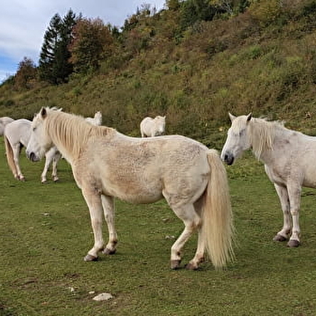 Cheval Nature - FONCINE-LE-HAUT