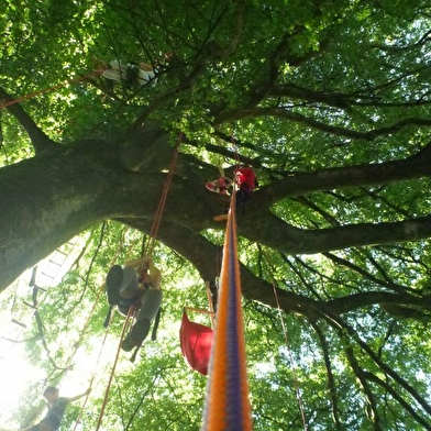 Terres et Cimes - grimpe d'arbres & animations nature