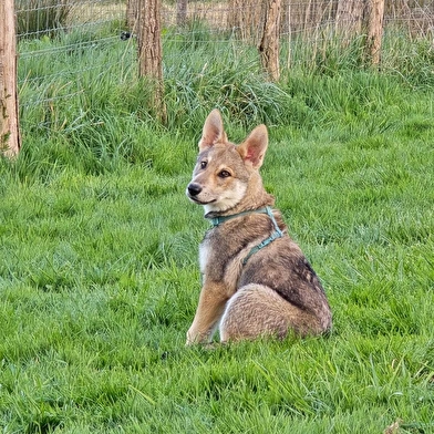 Randonnées avec les chiens-loups