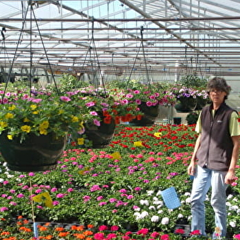 GAEC Anagallis - LYOFFANS