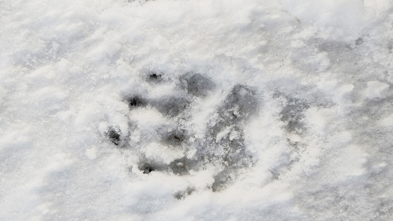 À la découverte de la faune sauvage des forêts 