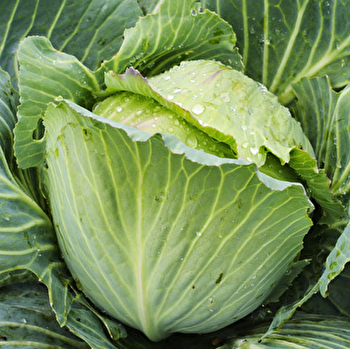 Gaec Montavon - REPPE