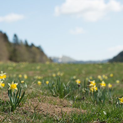 Parcours VTT rouge N°40 - Boucle de Sur-Lyand - Espace FFC Ain Forestière