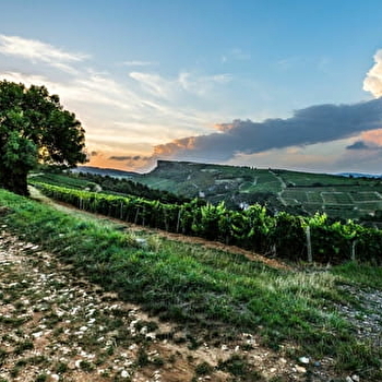 Entre vignes et roches - PRISSE