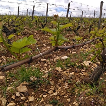 GAEC du Moulin de Foulot - SAINT-GENGOUX-LE-NATIONAL