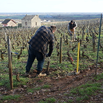 Balade viticole à Meursault : chronique d'une catastrophe annoncée, le phylloxéra - MEURSAULT