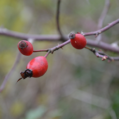 découverte 'Baies sauvages' ENS2026 - sur réservation