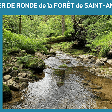 RANDONNÉE - LA RONDE DE LA FORET DOMANIALE DE