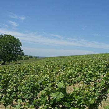 Vignoble des Coteaux du Giennois - SAINT-PERE