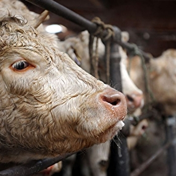 Marché aux bovins - SAINT-CHRISTOPHE-EN-BRIONNAIS