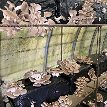 Les Serres de Ney - NEY