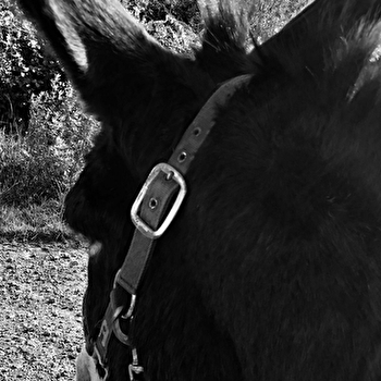 Association Tit'Ane et Cie - SAINT-GERVAIS-SUR-COUCHES