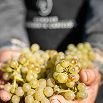 Carillon Marguerite - MEURSAULT