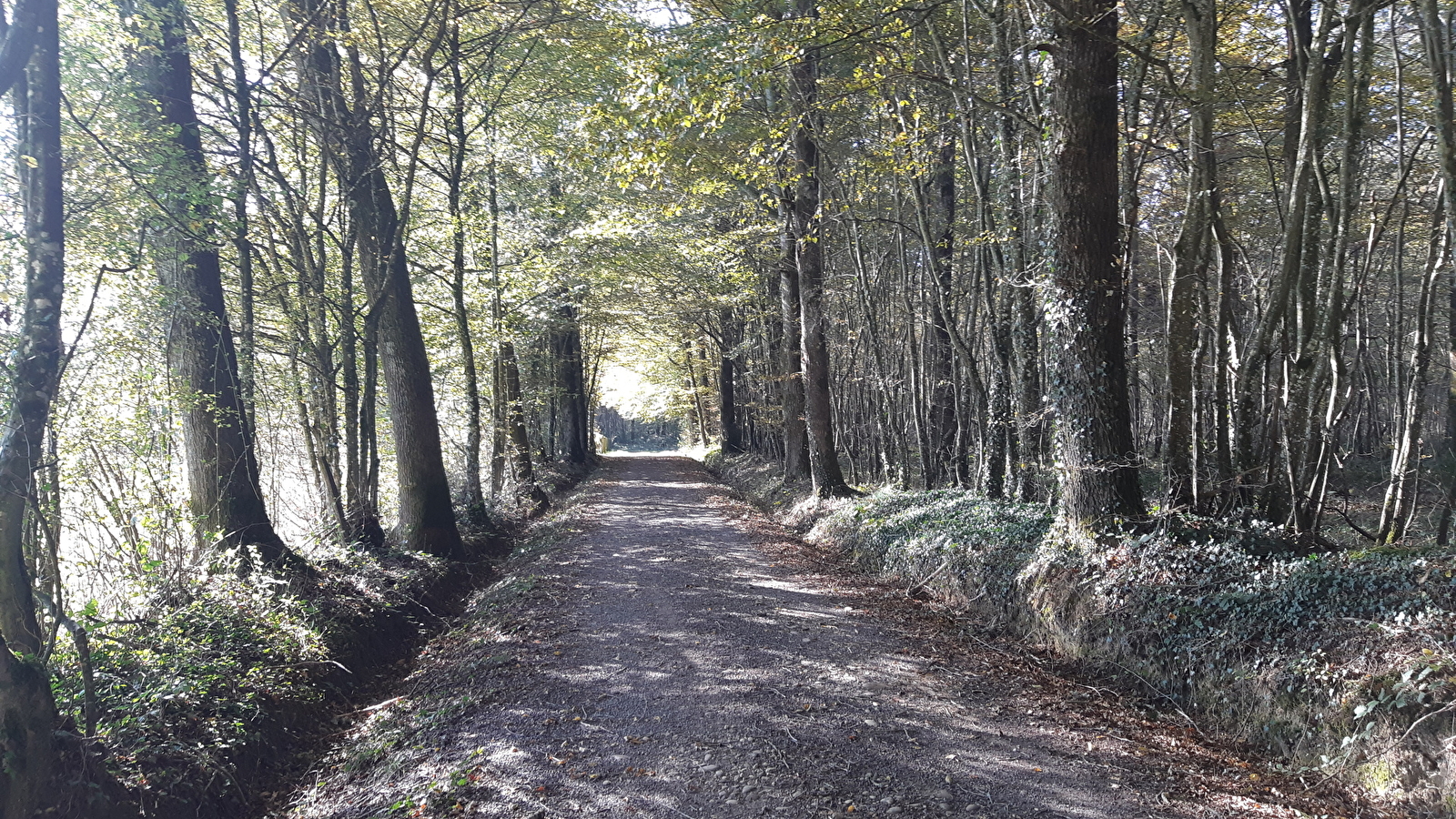 Circuit VTTAE n°4 (rouge) - La Voie Royale des bois de But