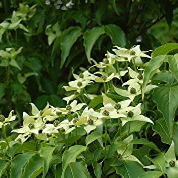 Arboretum Adeline - LA CHAPELLE-MONTLINARD