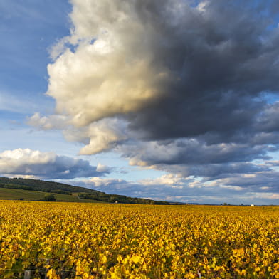 Olivier Leflaive - Wine Bike Experience