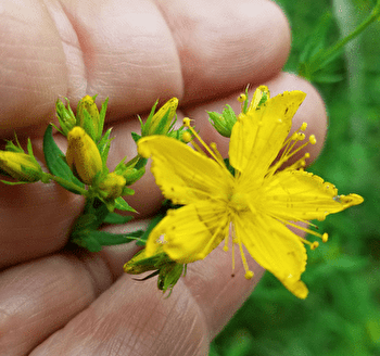 Atelier nature et création pour enfants les mercredis de 9h15 à 10h45 - ARCY-SUR-CURE