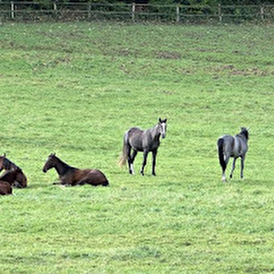 Centre équestre les Maillys