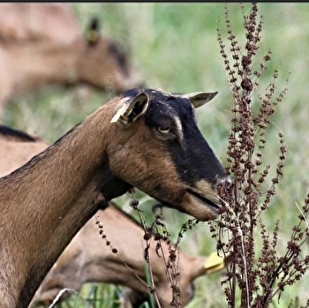 Chèvrerie de la Vallée Verte - MONTROND