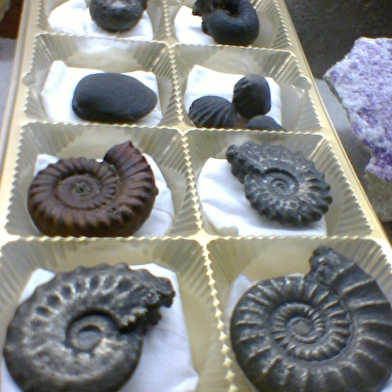 Exposition au Musée de l'Elevage et du Charolais