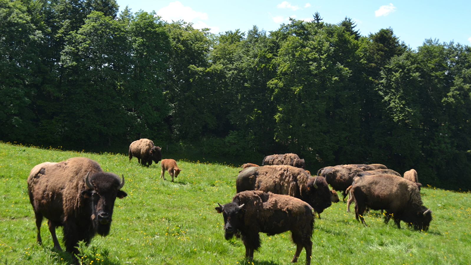 Les bisons du Sachuron