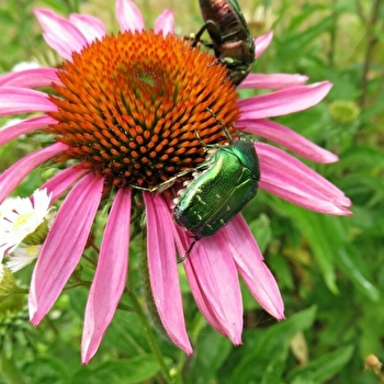 Les Gourmandises Bio - RECOLOGNE-LÈS-RAY