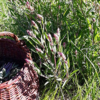 Au Fil des Cueillettes - LANTENAY