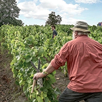 Les Arbillons Vignoble - SOLOGNY