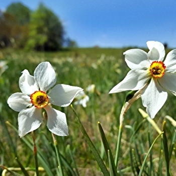 Circuit de randonnée de la Ronde des Plans - HAUT VALROMEY