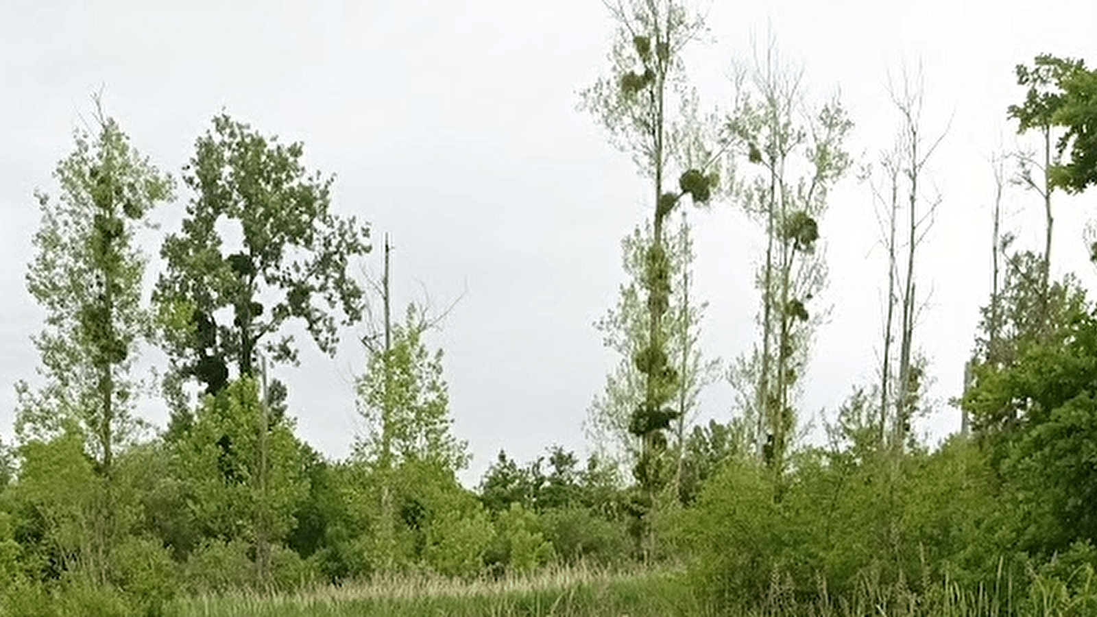 Cet arbre est-il habité ?