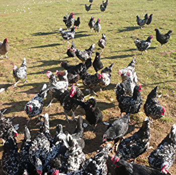 Frédéric Ménager - Ferme de la Ruchotte - BLIGNY-SUR-OUCHE