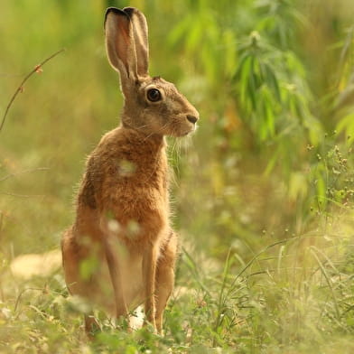 Affût nocturne _ENS2026  'sur réservation'