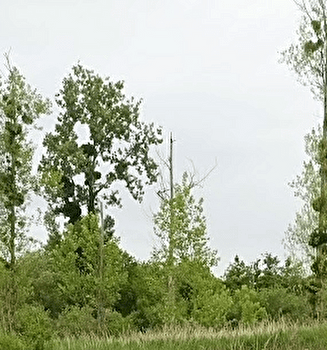 Cet arbre est-il habité ? - PONCEY-LES-ATHEE