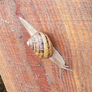 Les Escargots d'Estelle  - BLANZY