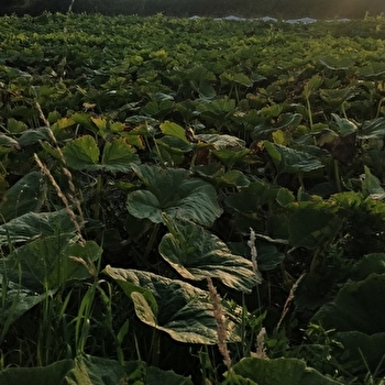 Les 3 petits chicons - MAGNY-COURS