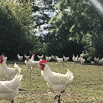 La Guyotte - Ferme Bressane - FRONTENARD