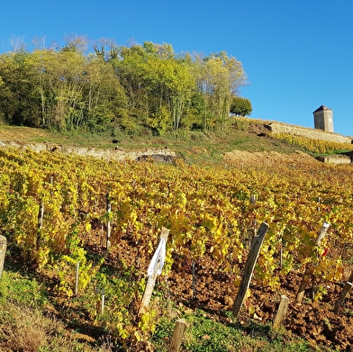 Balades entre les vignes : Arbois