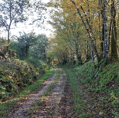 Circuit VTTAE n°4 (rouge) - La Voie Royale des bois de But