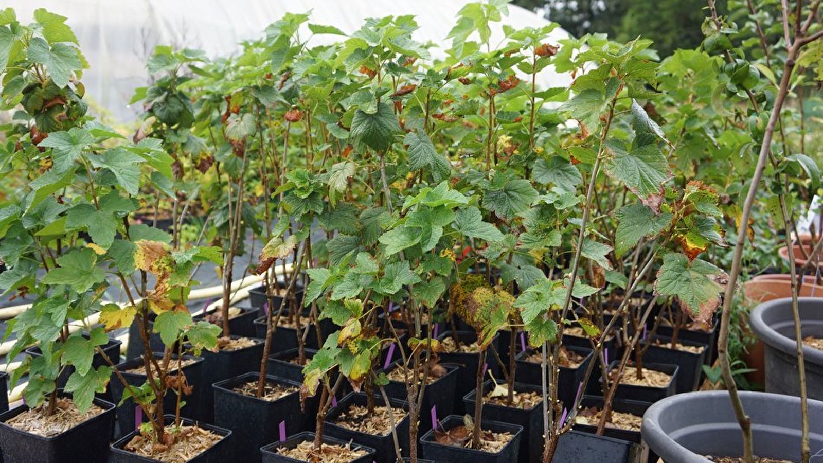 Le Jardin en Herbier