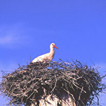 Balade famille : sentier de découverte des cigognes - Mars sur Allier